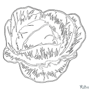 cabbage Printable Coloring Nplooj Ntawv